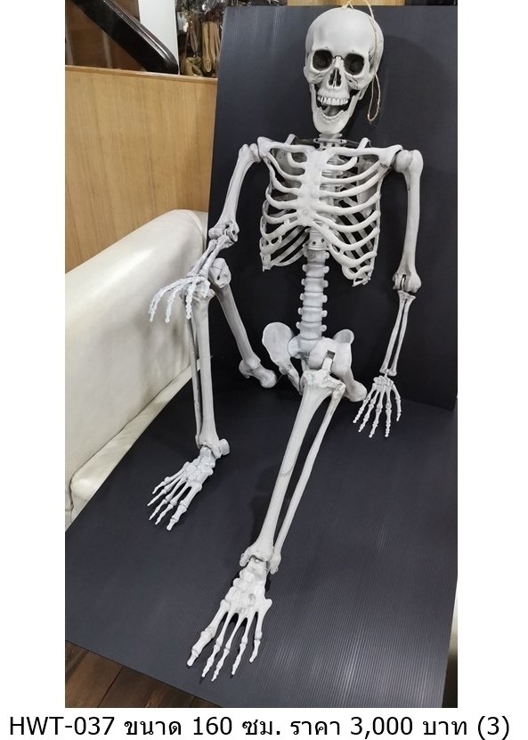 人体骨骼模型