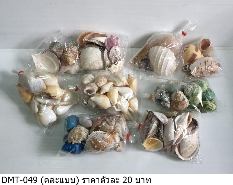 贝壳