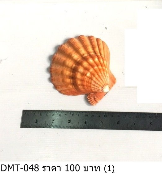 海螺