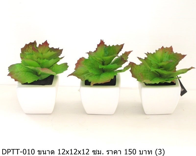 多肉植物