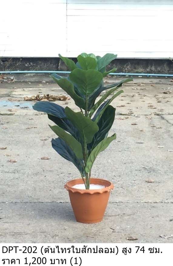 大型室内植物