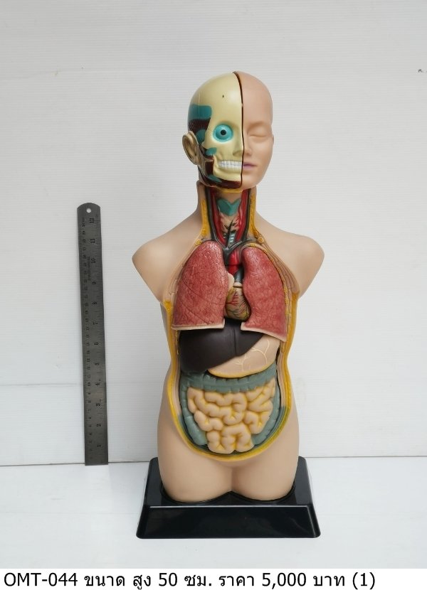 人体解剖模型