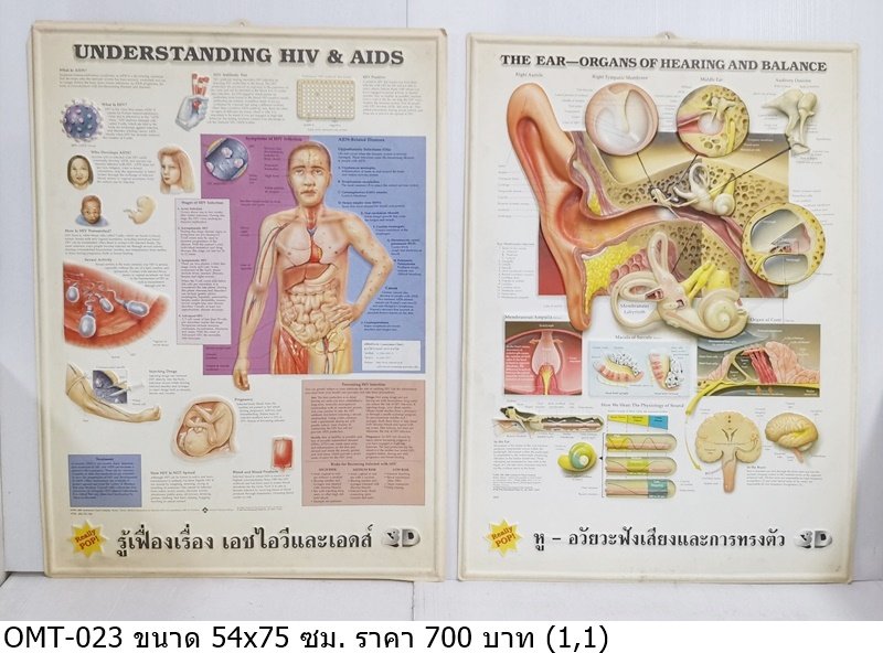 艾滋病与HIV理解海报