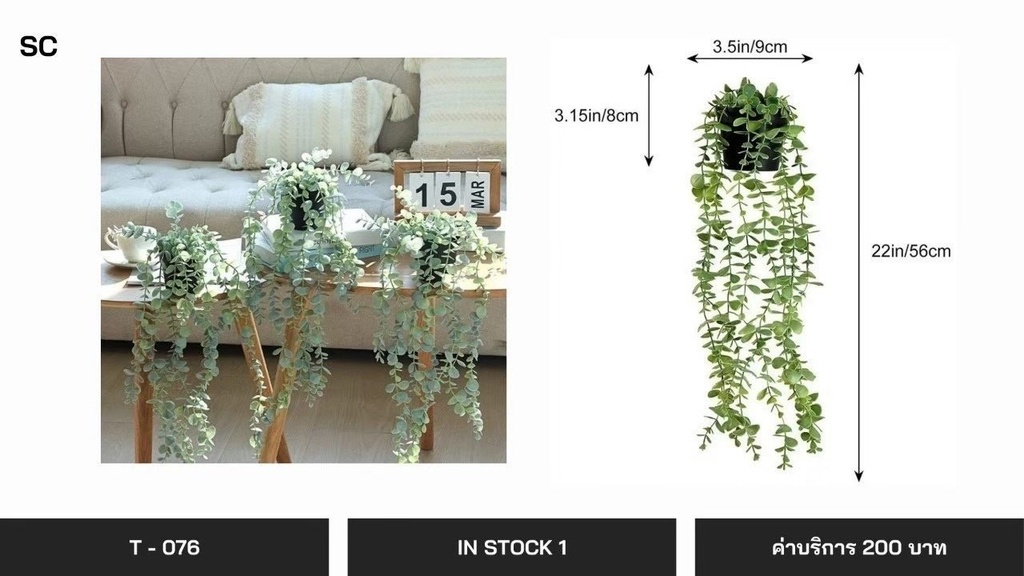 垂吊植物
