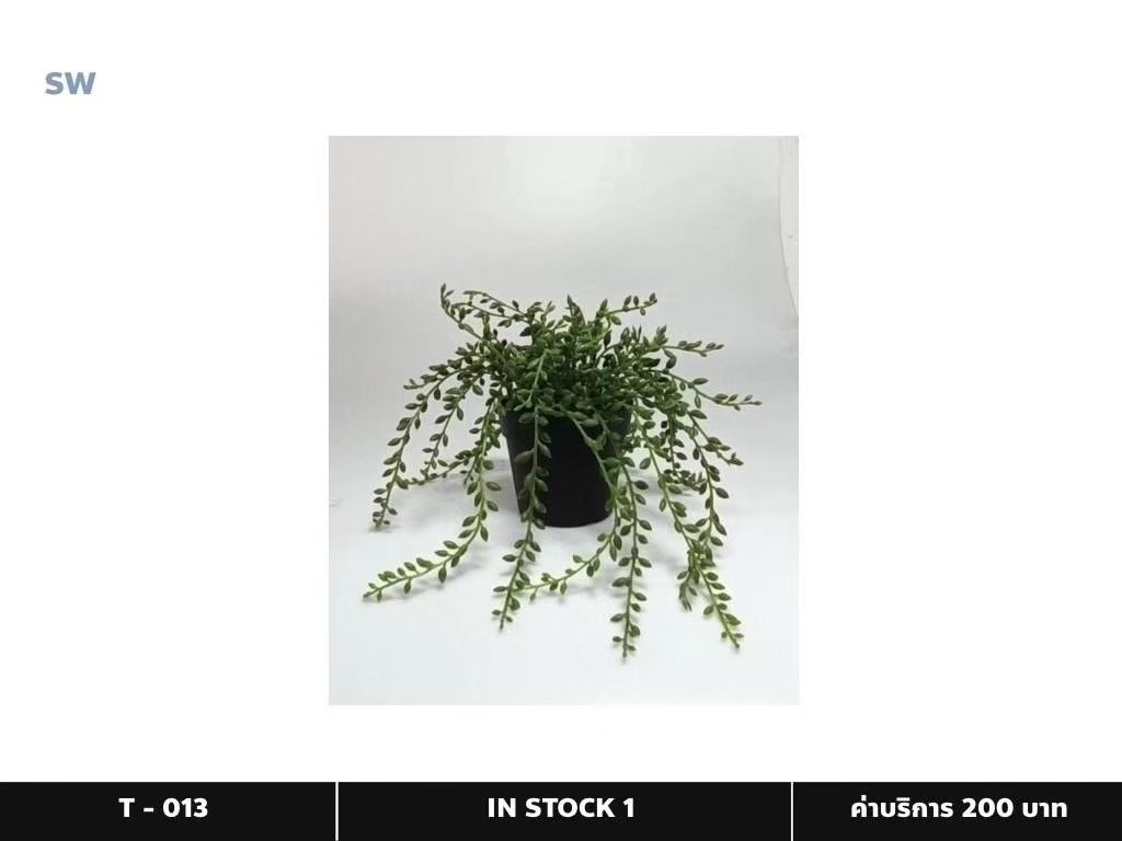 盆栽植物
