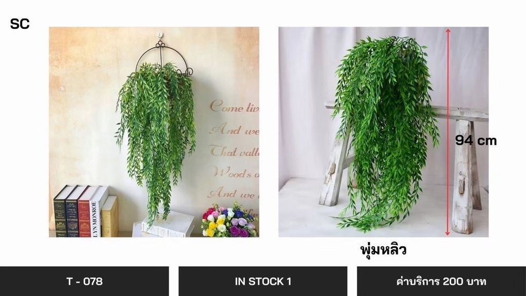 垂吊植物