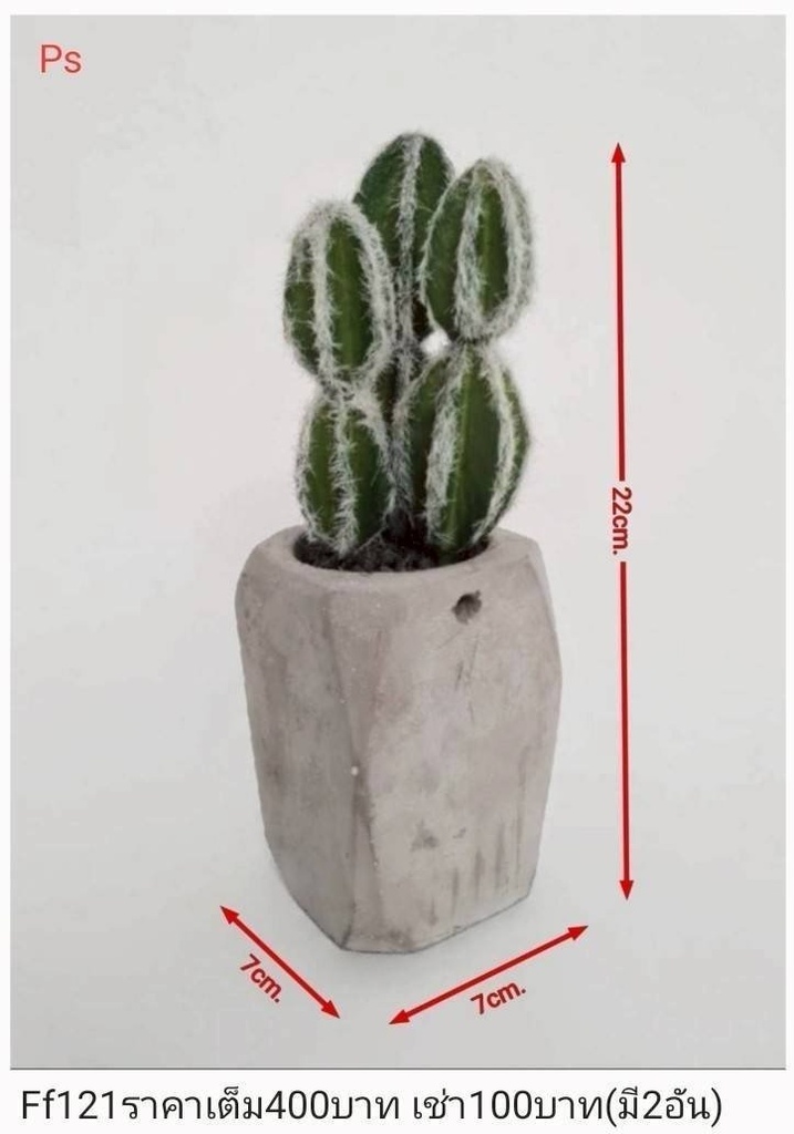 仙人掌盆栽