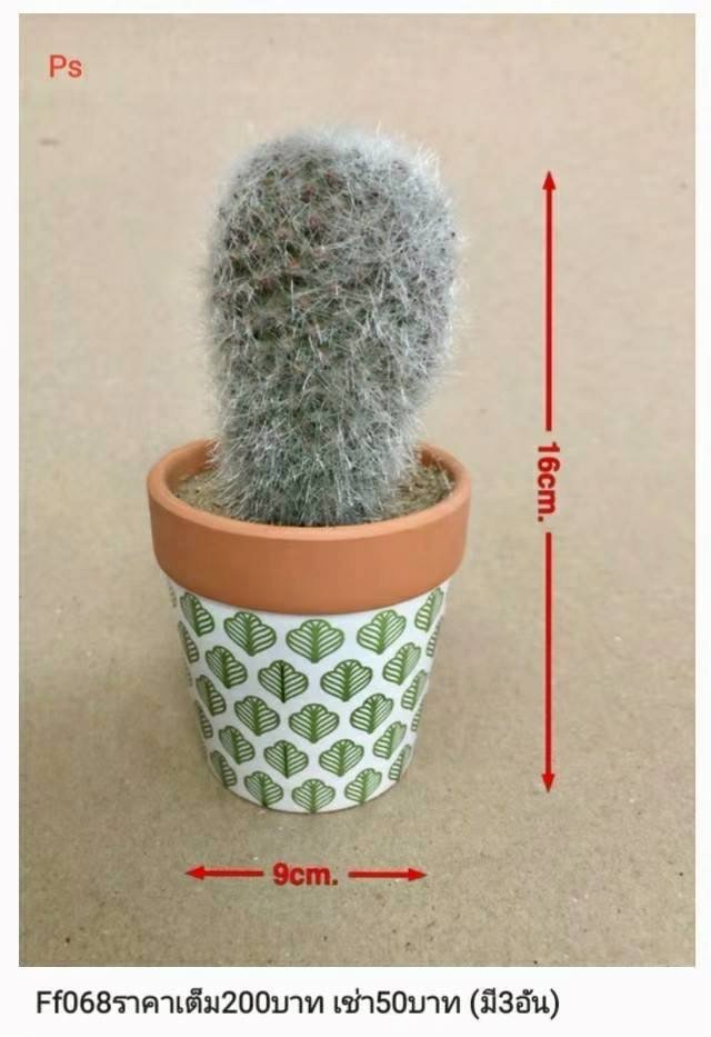 仙人掌盆栽