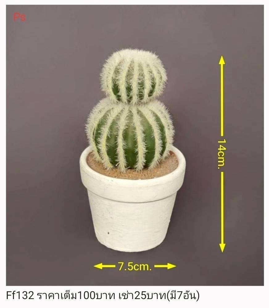 仙人掌盆栽