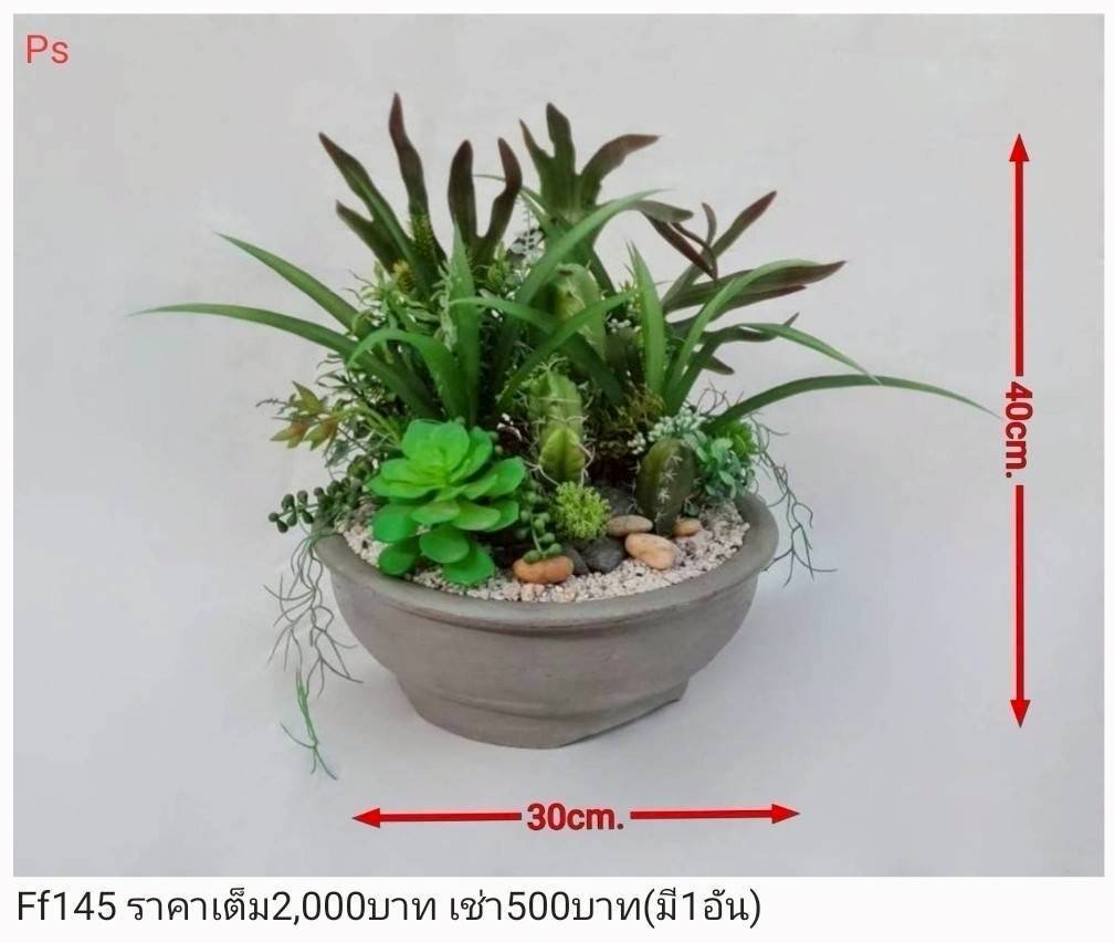 多肉植物盆栽